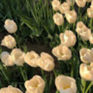 Meet your Posher, Maia